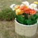 Цветник КАНЬОН купить в Благовещенске