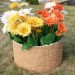 Цветник КАНЬОН купить в Благовещенске